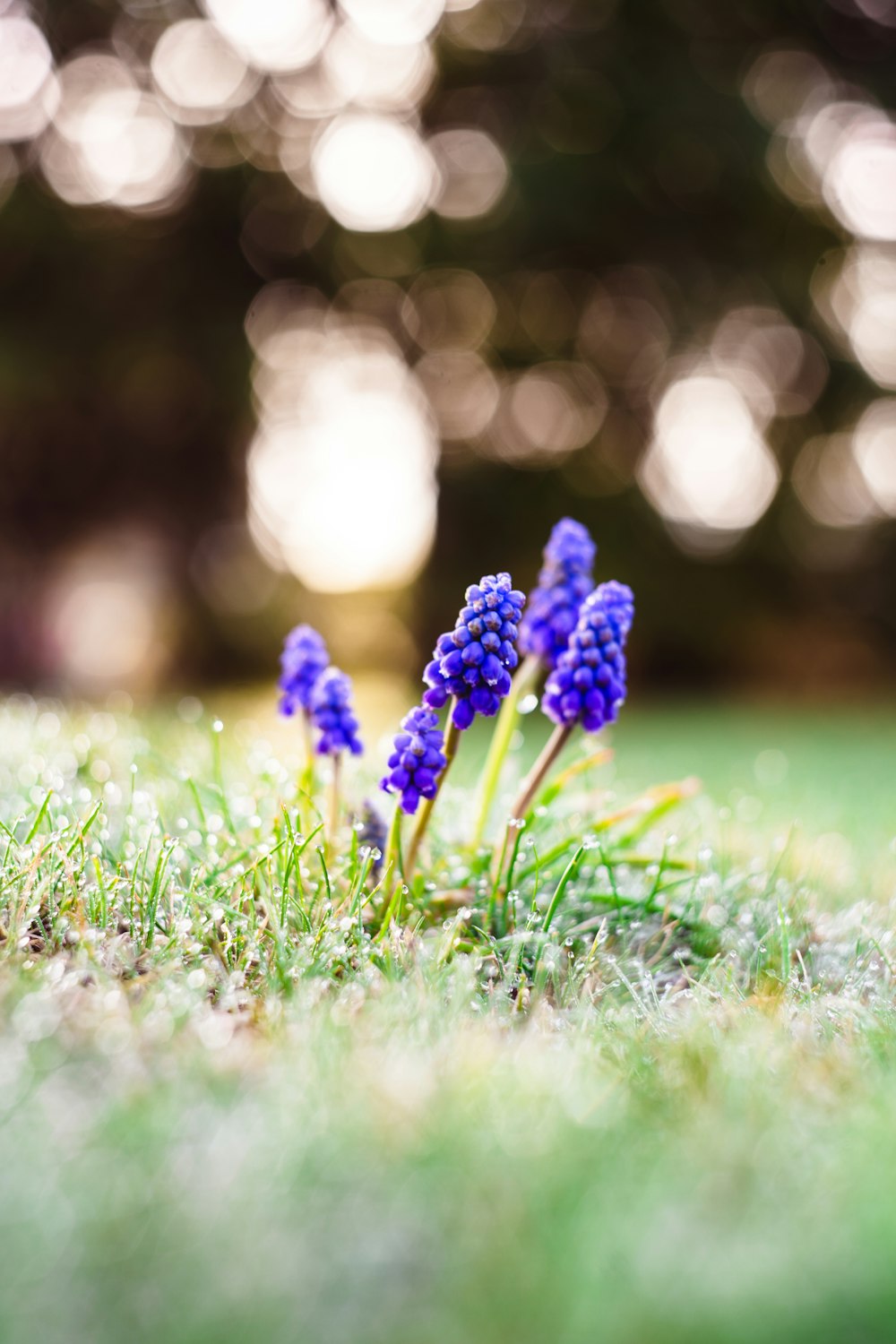 a group of purple flowers sitting on top of a lush green field