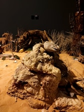 A rocky display with a large lizard resting on top is set within a diorama scene that includes desert vegetation and a taxidermy hyena sniffing the ground in the background. The setting appears to mimic a natural desert habitat, with sandy terrain and sparse vegetation.
