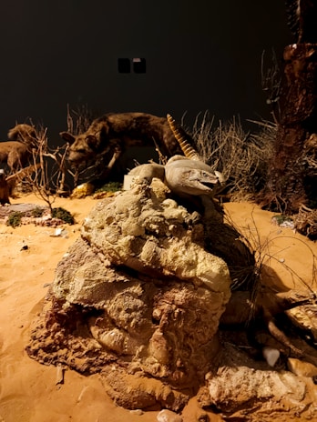 A rocky display with a large lizard resting on top is set within a diorama scene that includes desert vegetation and a taxidermy hyena sniffing the ground in the background. The setting appears to mimic a natural desert habitat, with sandy terrain and sparse vegetation.