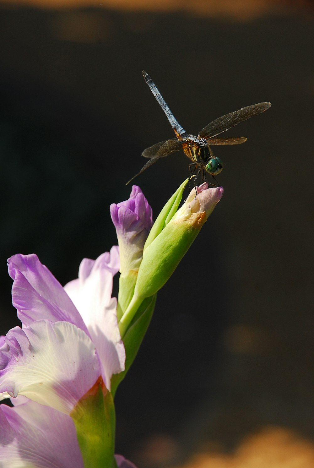 uma libélula sentada em cima de uma flor roxa