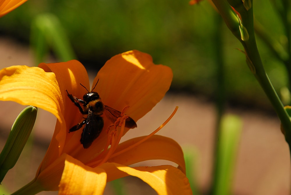 Una abeja sentada encima de una flor amarilla