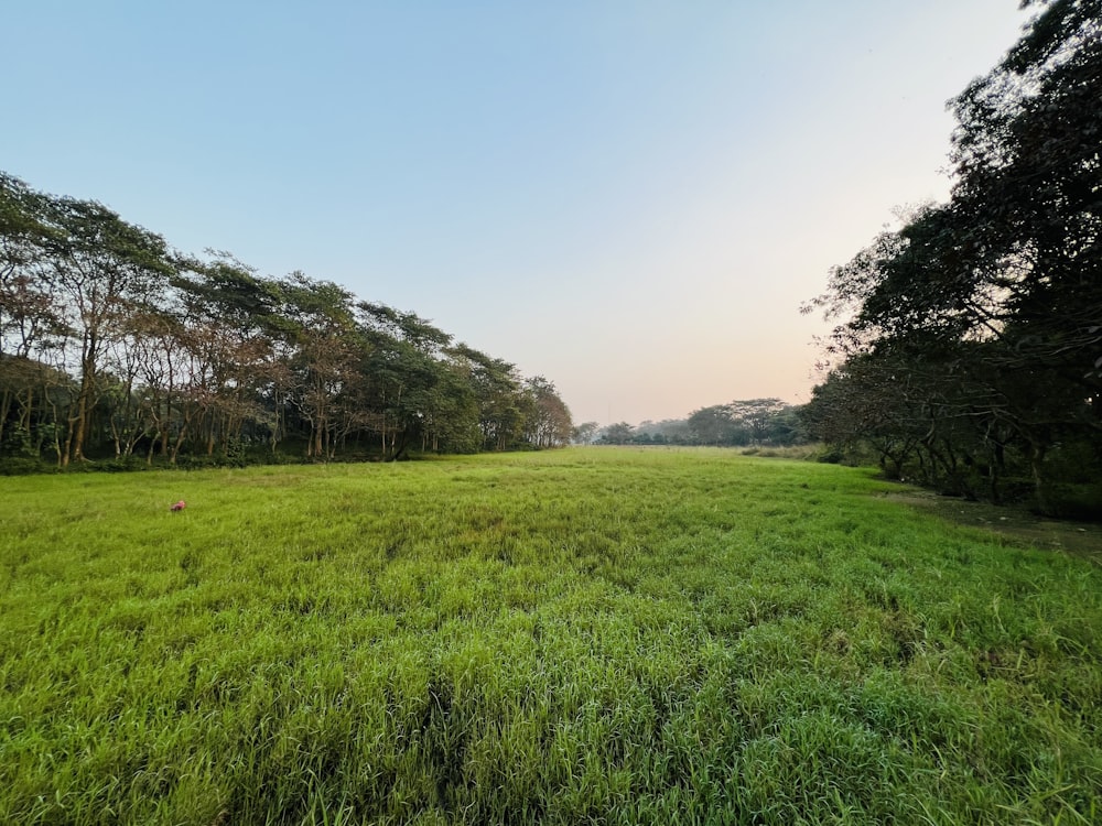 a grassy field with trees in the background