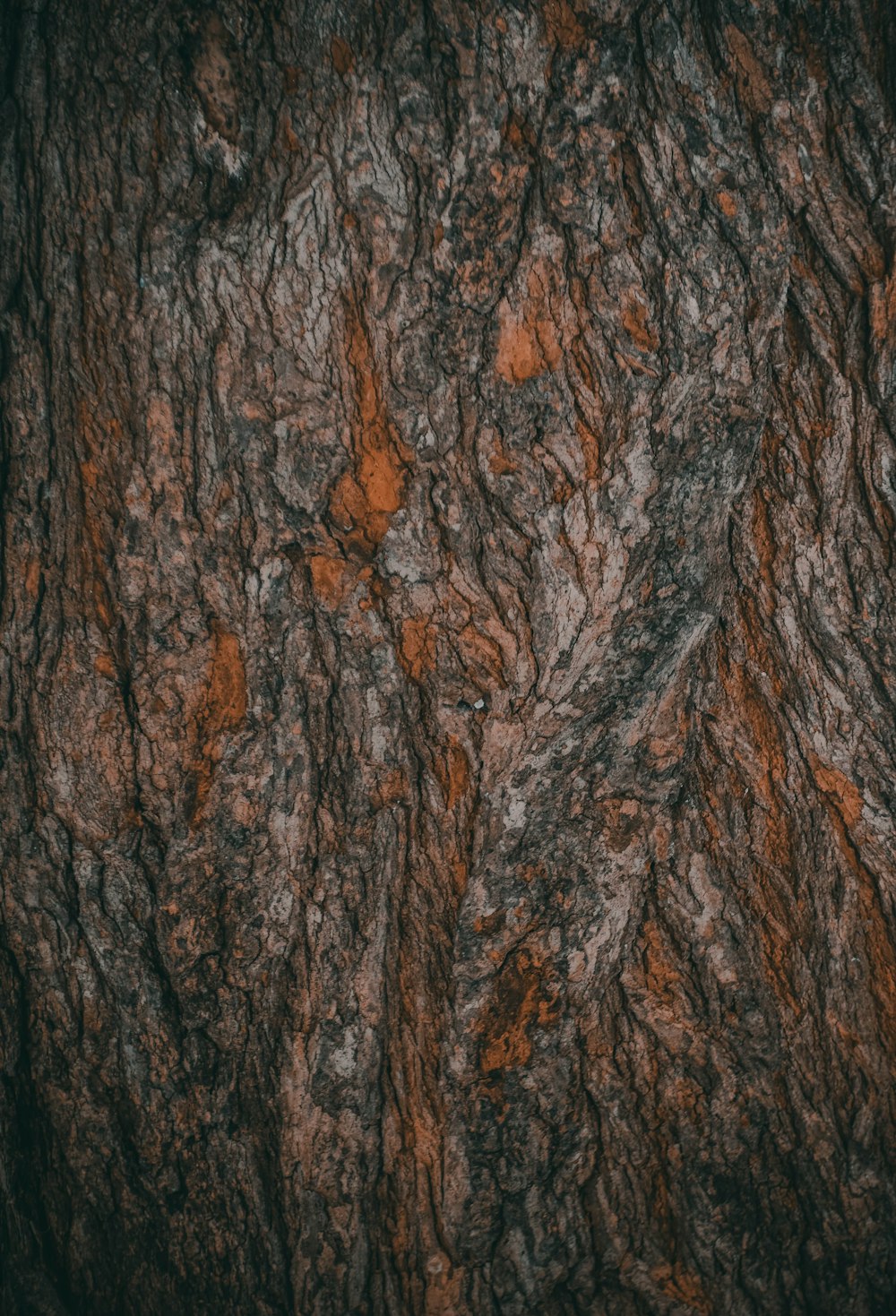 the bark of a tree is brown and black