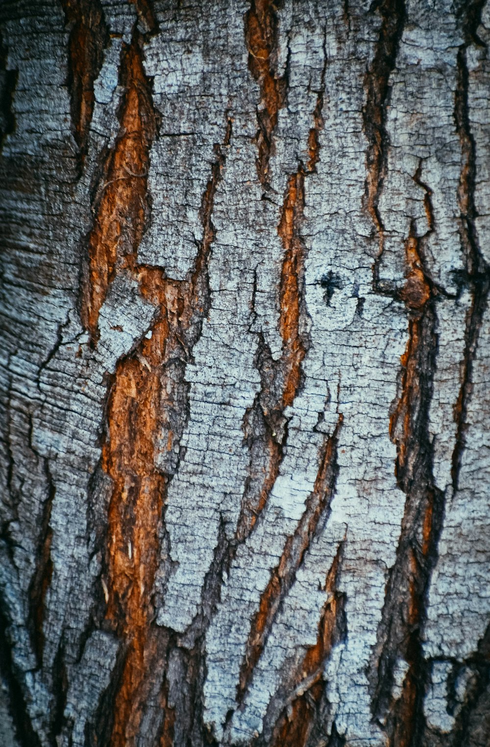 the bark of a tree is brown and white