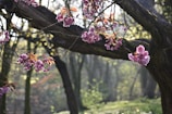 A serene temple courtyard bathed in soft morning light with delicate cherry blossoms.