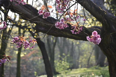 Soft morning light filtering through delicate cherry blossom branches.