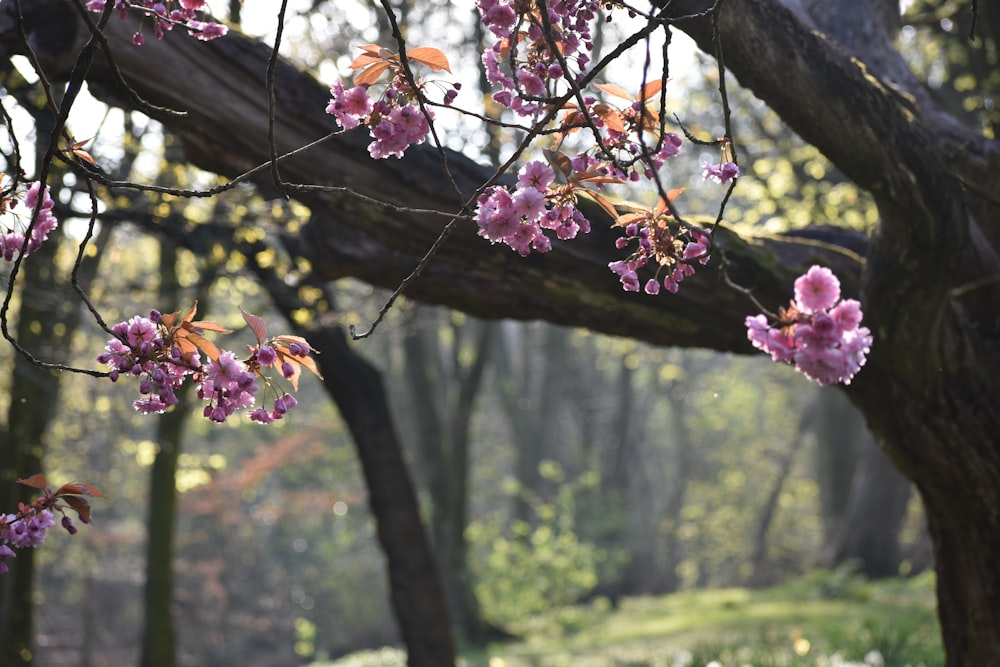 a tree with pink flowers in a forest