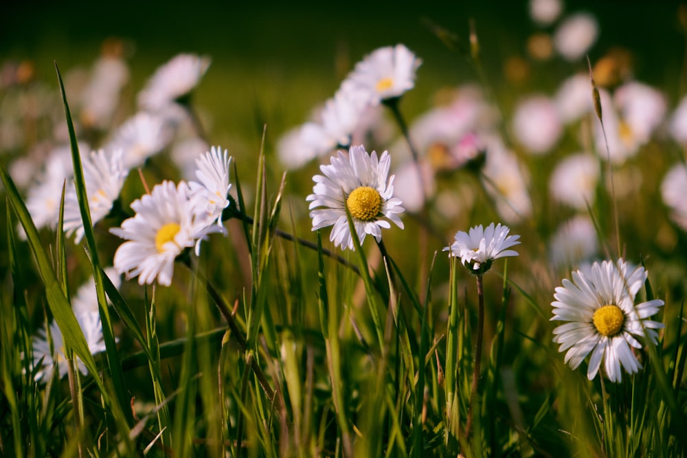 a bunch of daisies in a field of grass