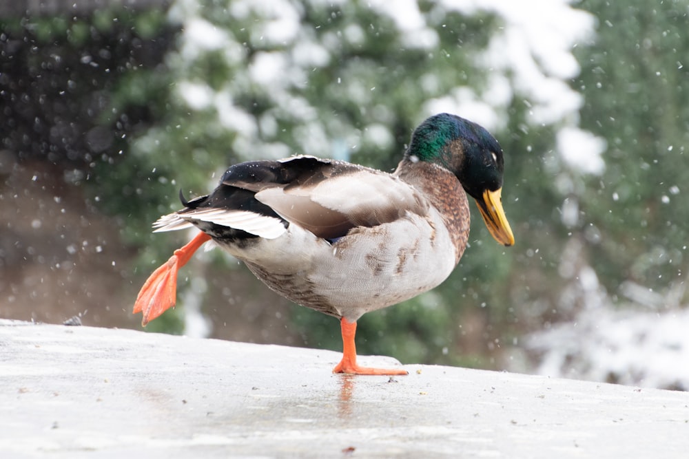 a duck standing on a ledge in the snow