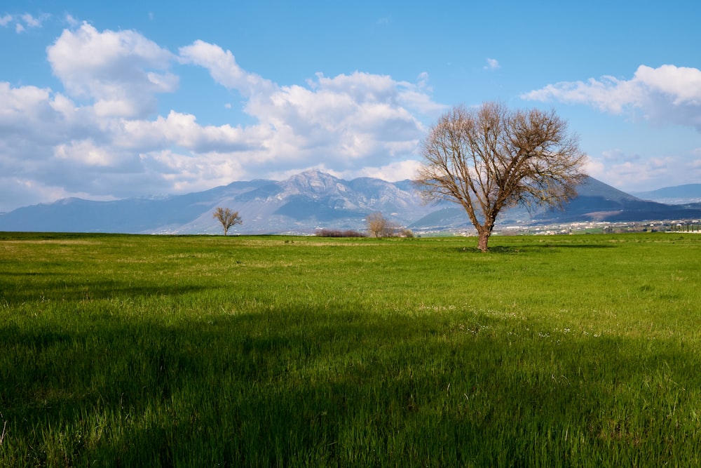 a lone tree in a grassy field with mountains in the background