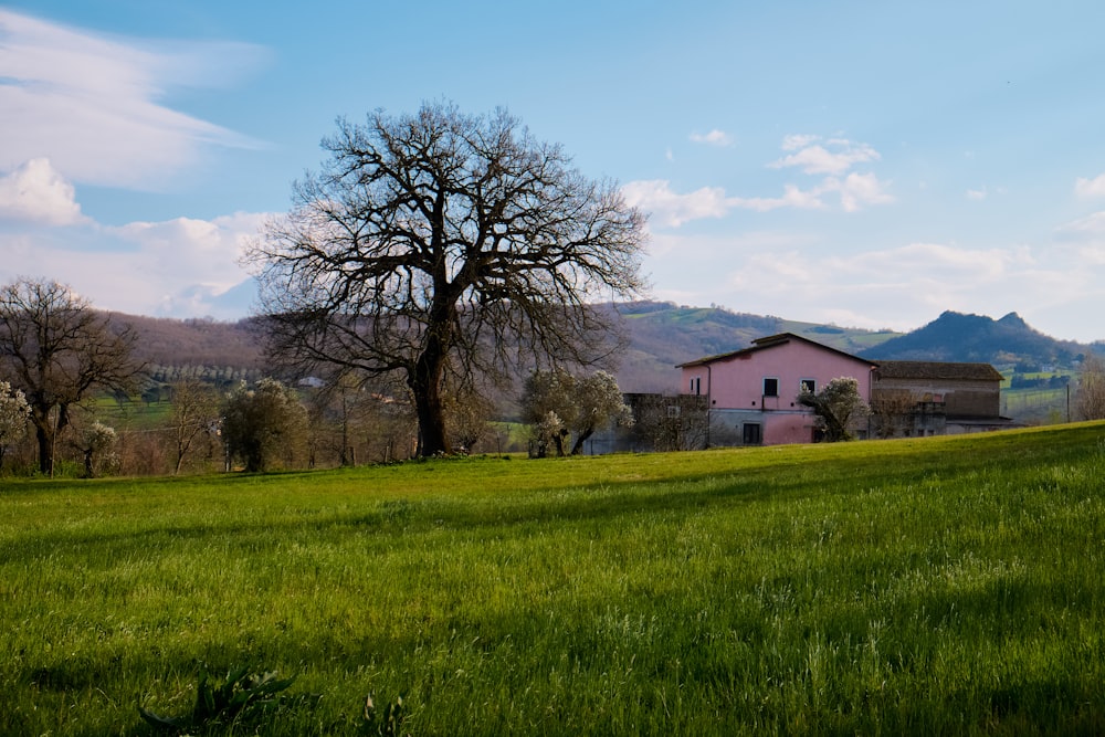 Une maison sur une colline avec un arbre au premier plan