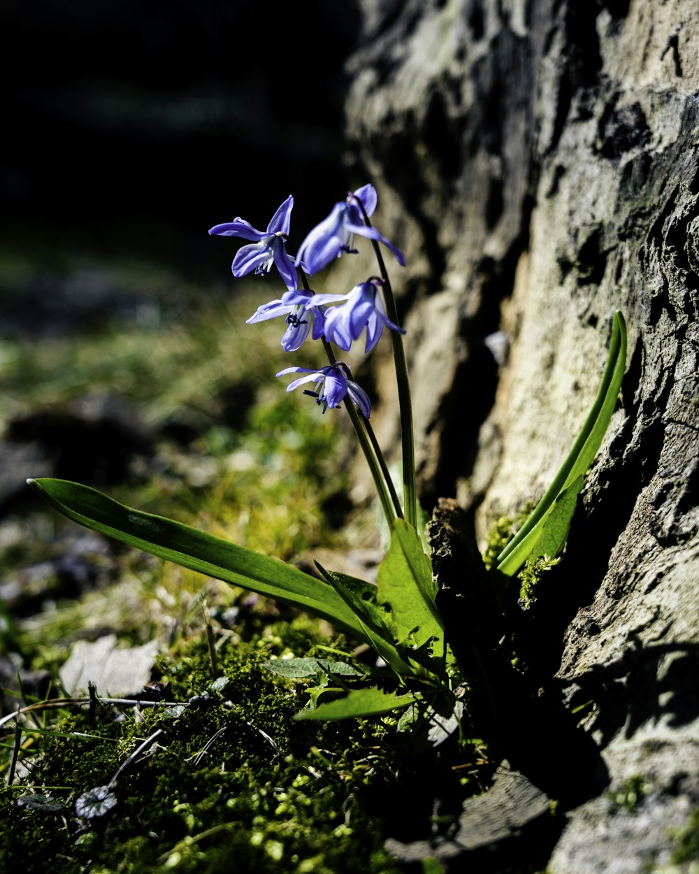 a close up of a flower near a tree