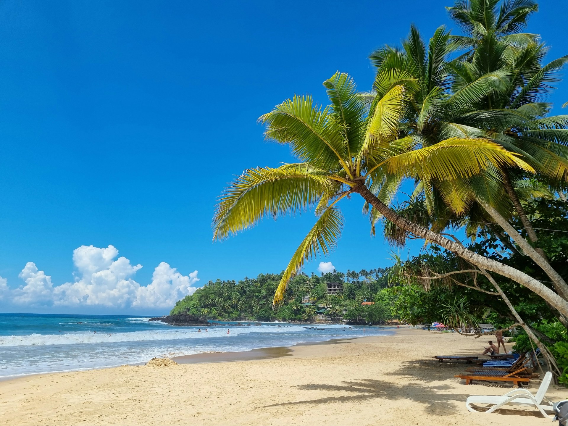 a beach with a palm tree and chairs on it