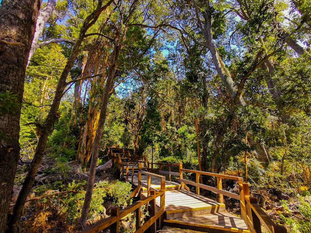 a wooden bridge in the middle of a forest