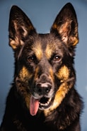 Screenshot of a clean, user-friendly website for a German shepherd breeder.