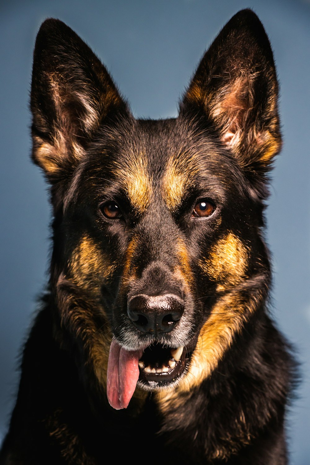 a close up of a dog with its tongue out