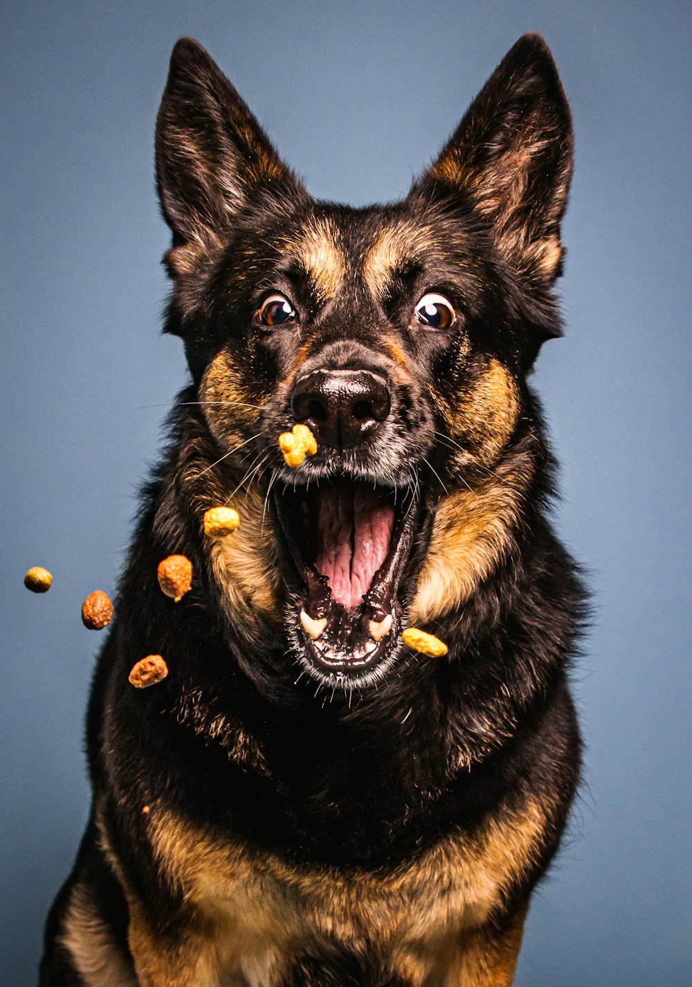a black and brown dog with food in its mouth