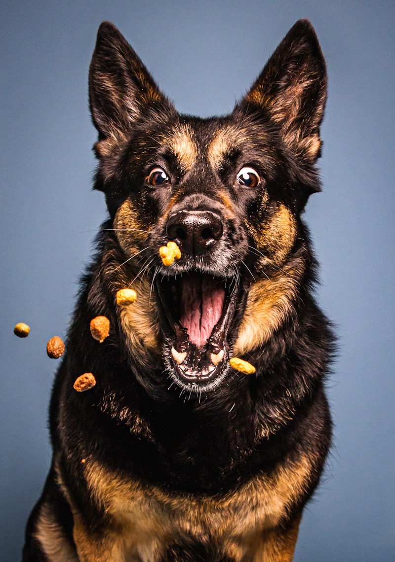 Close-up of a dog holding a natural food treat in its mouth