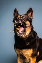 a black and brown dog eating some food