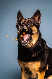 a black and brown dog eating some food