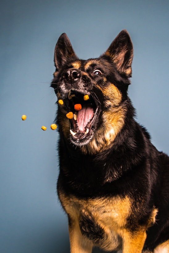 a black and brown dog eating some food