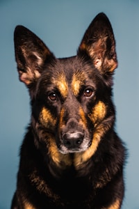 German Shepherd in Action