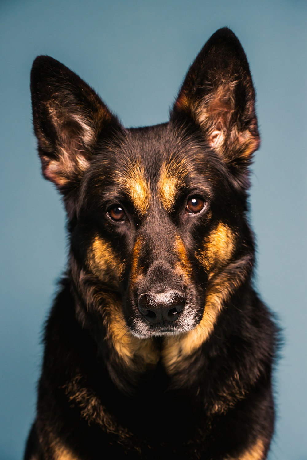 a close up of a dog with a blue background