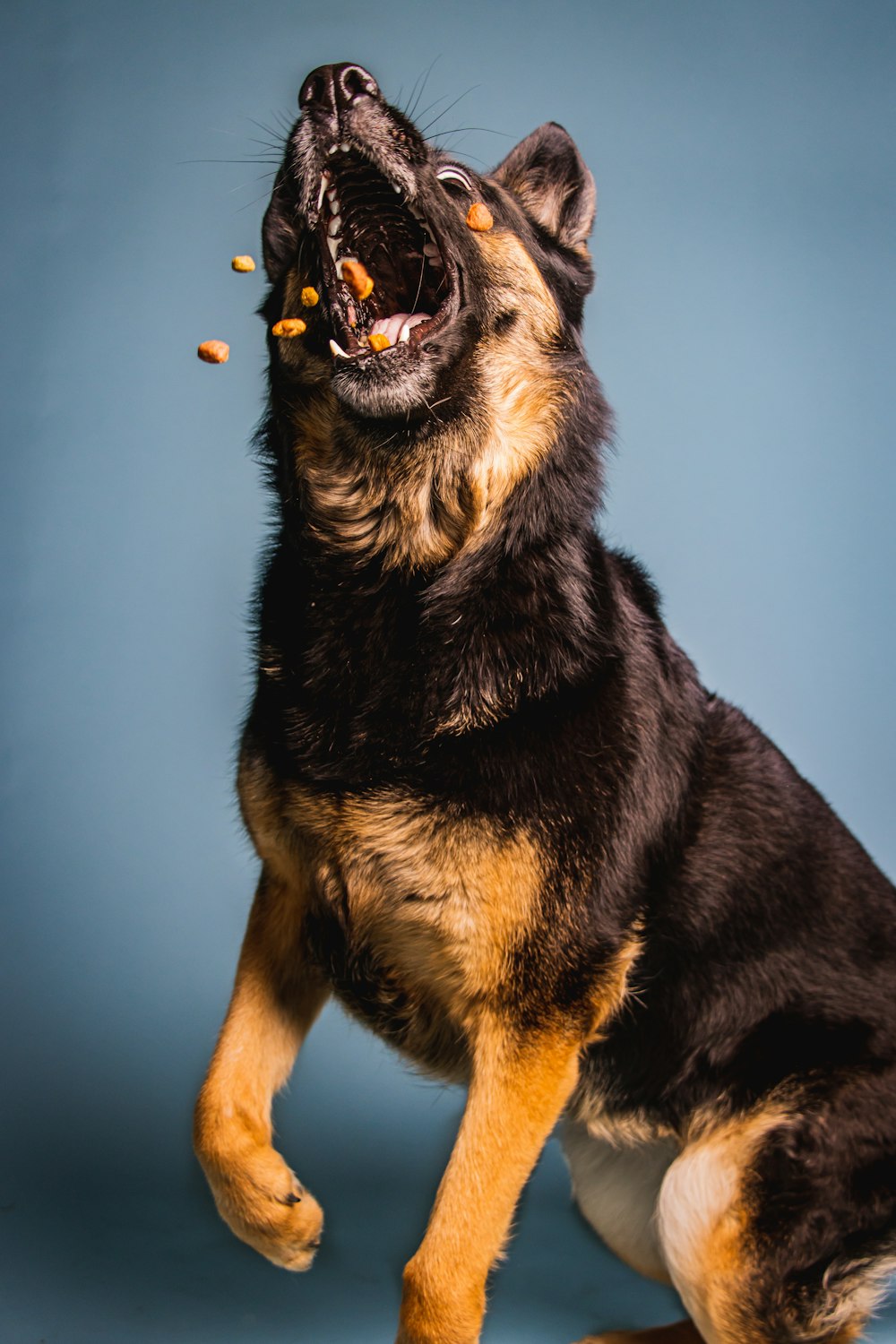Ein schwarz-brauner Hund mit offenem Maul und Futter im Maul