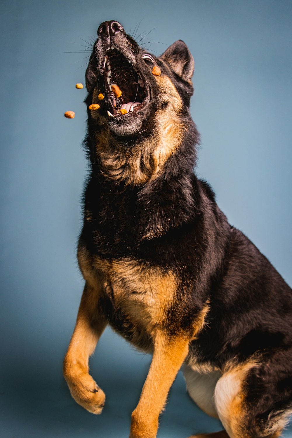 un chien noir et brun avec la gueule ouverte et la nourriture dans la gueule