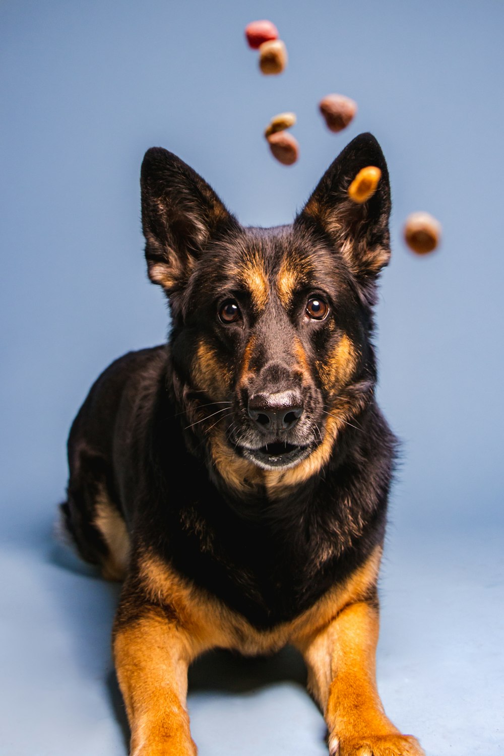 a black and brown dog laying on top of a blue floor