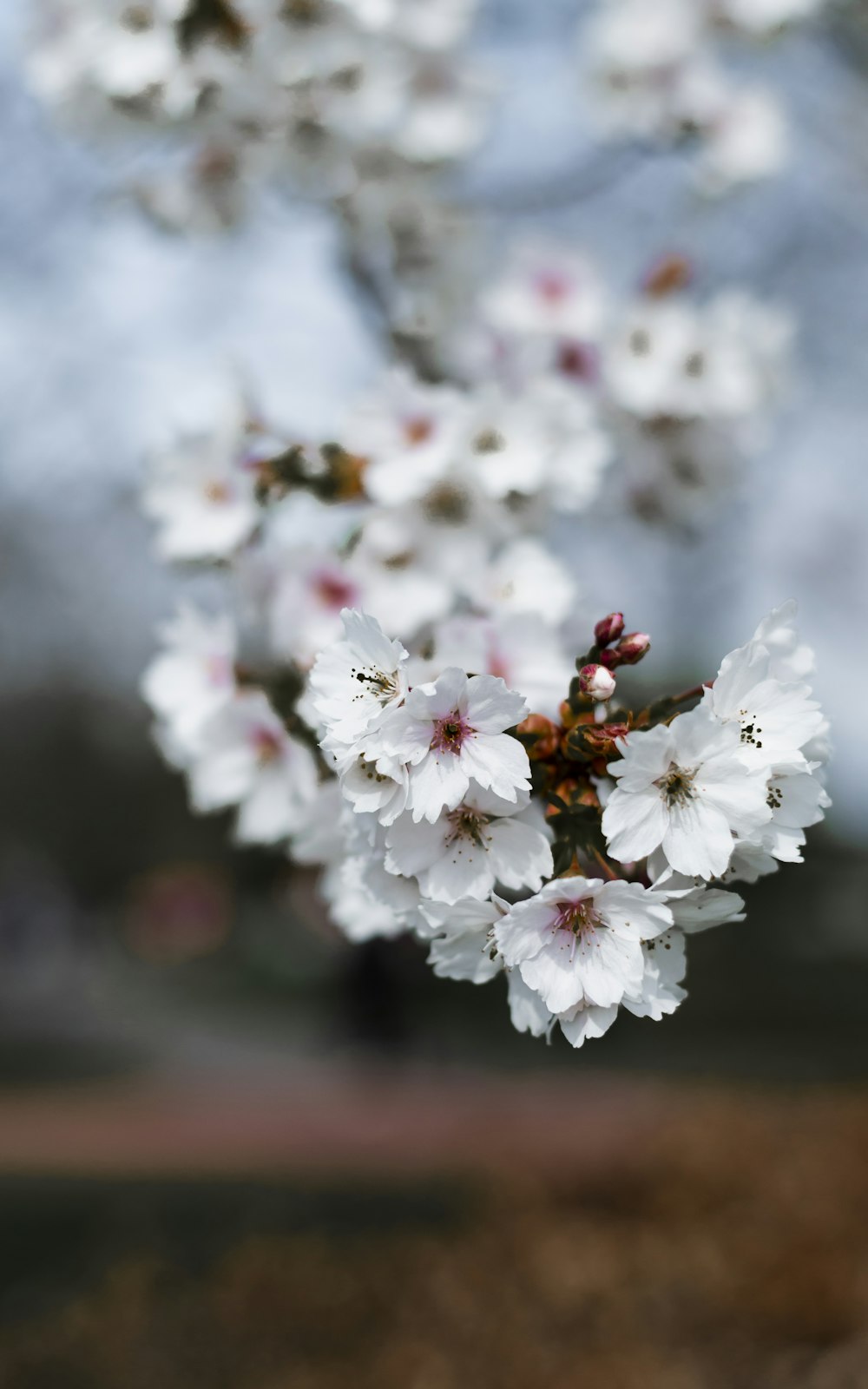 a close up of a tree with white flowers