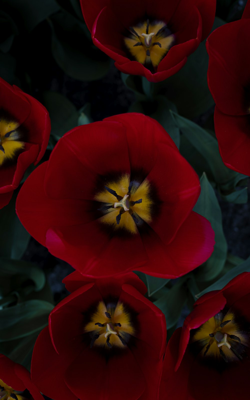 um grupo de flores vermelhas com um centro amarelo
