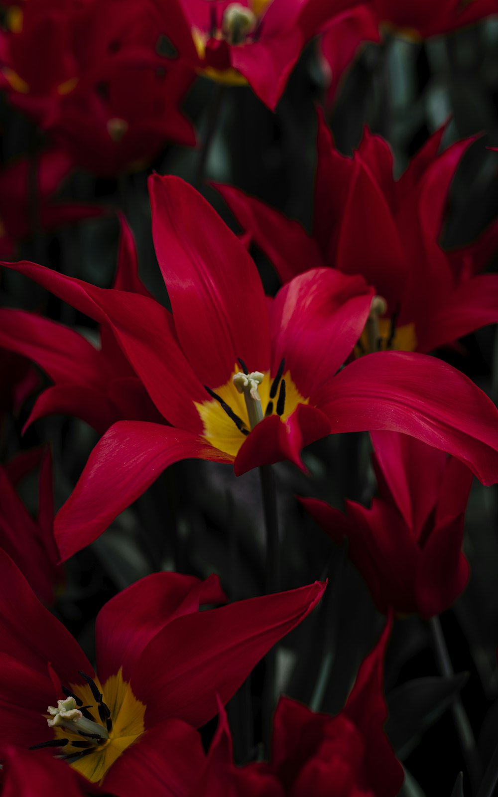 a bunch of red flowers with yellow centers