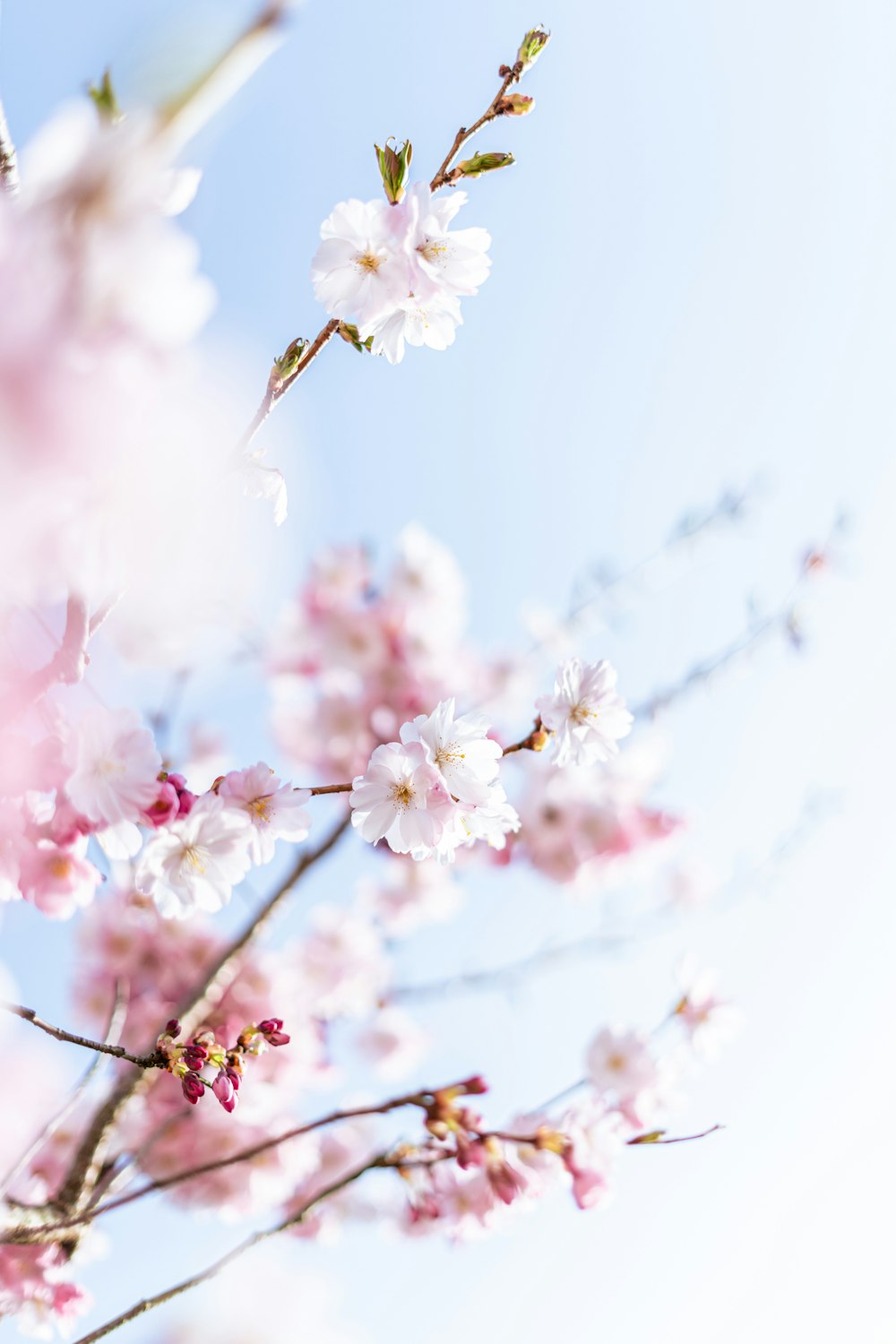 a close up of a tree with pink flowers