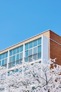 A modern building with large glass windows and a brick facade is partially obscured by blossoming cherry trees. The sky is clear and blue, providing a bright contrast to the white flowers and the building's architecture.