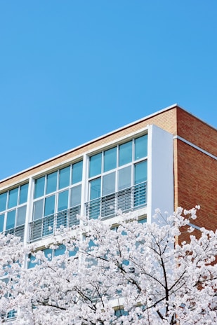 A modern building with large glass windows and a brick facade is partially obscured by blossoming cherry trees. The sky is clear and blue, providing a bright contrast to the white flowers and the building's architecture.