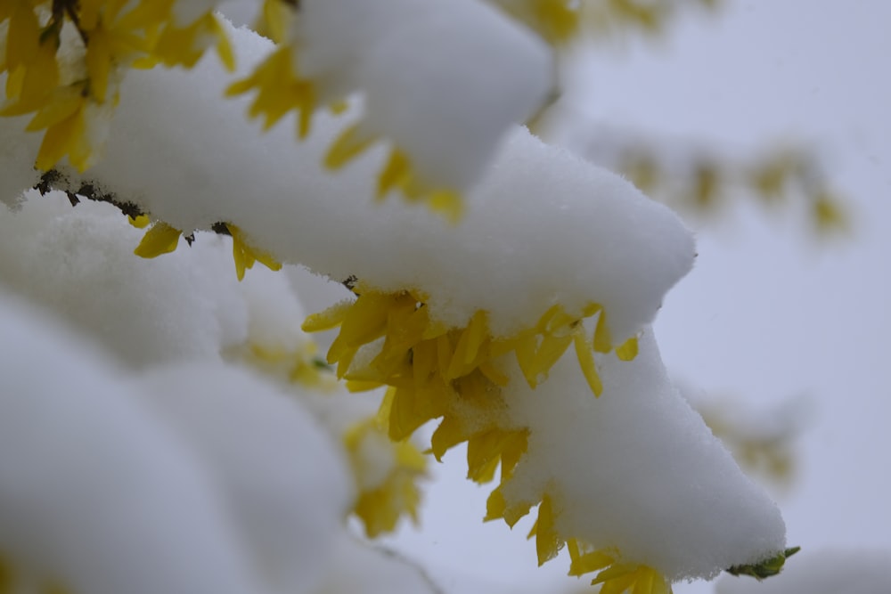 a bunch of yellow flowers that are in the snow