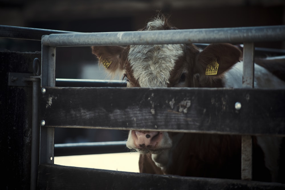 a cow looking through the gate of its stall