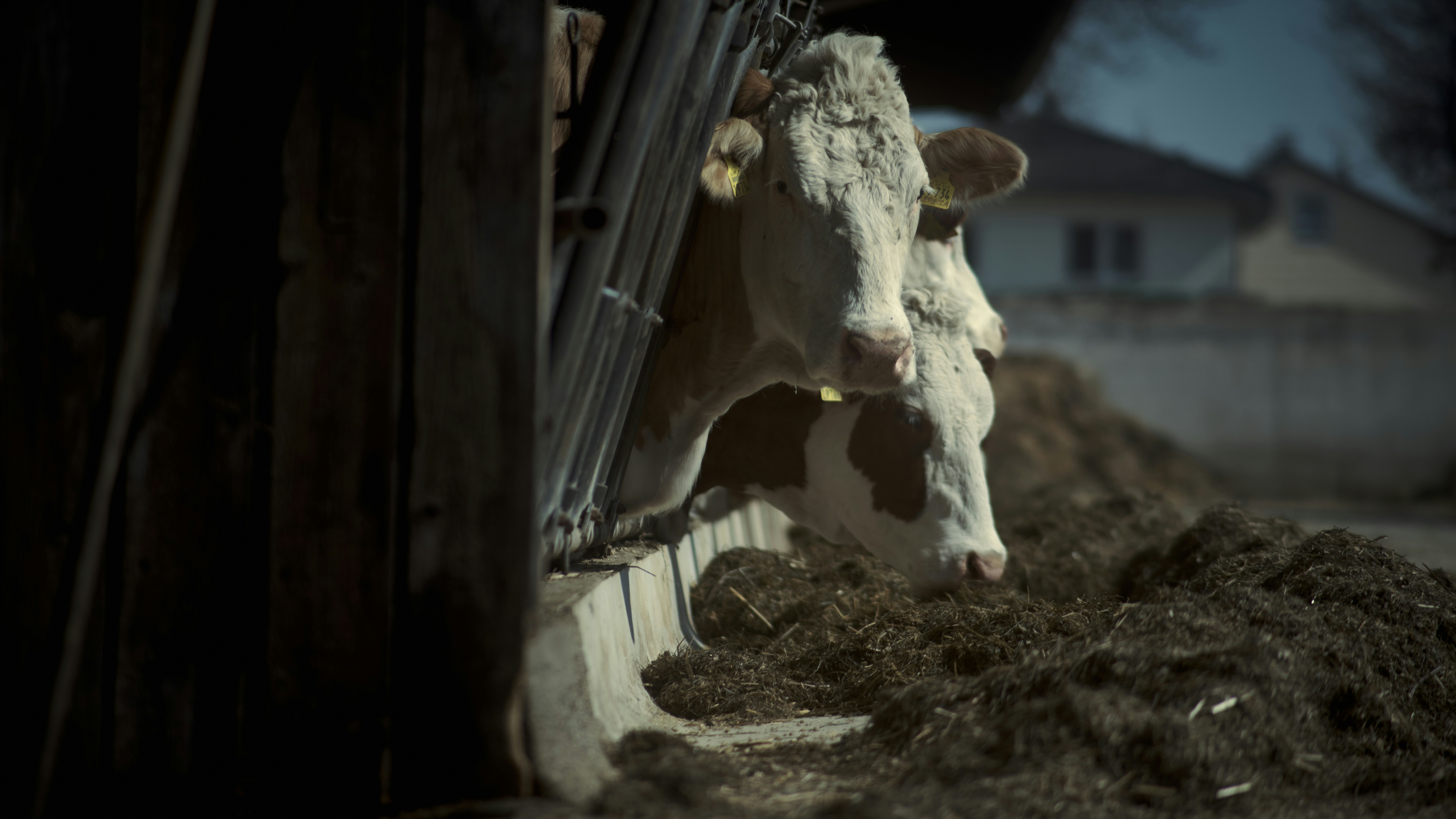 Calves feeding from a trough in a barn with straw bedding
