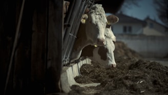 Two cows with white and brown markings are seen feeding from a trough in a dimly lit barn. The scene has a country setting with a rustic feel. The building structure is composed of wooden beams and railings. In the background, a blurred view of a house and a wall can be seen.