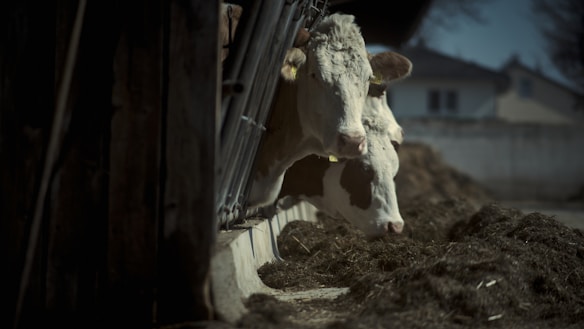 Two cows with white and brown markings are seen feeding from a trough in a dimly lit barn. The scene has a country setting with a rustic feel. The building structure is composed of wooden beams and railings. In the background, a blurred view of a house and a wall can be seen.