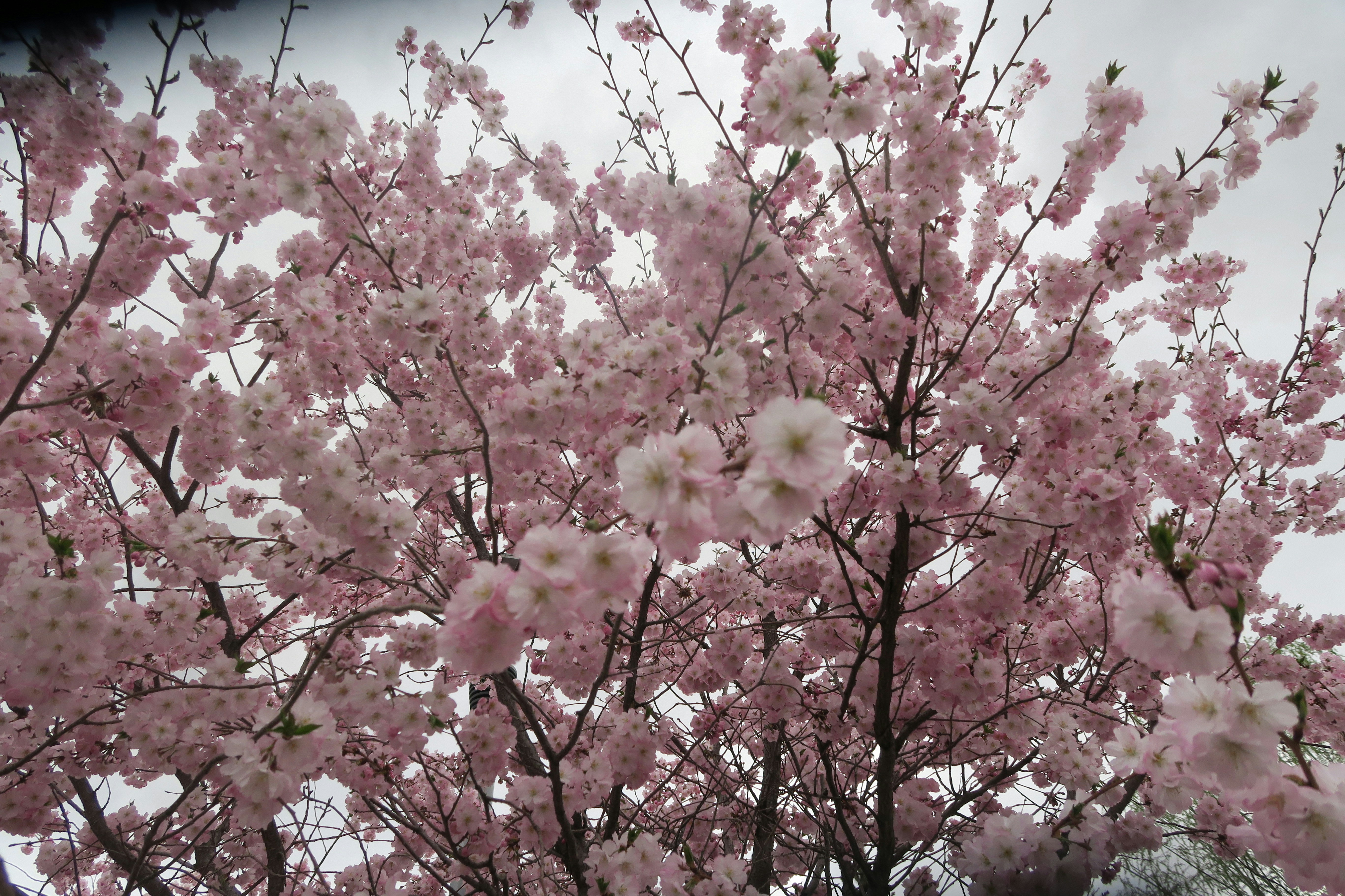Photo by konevi
