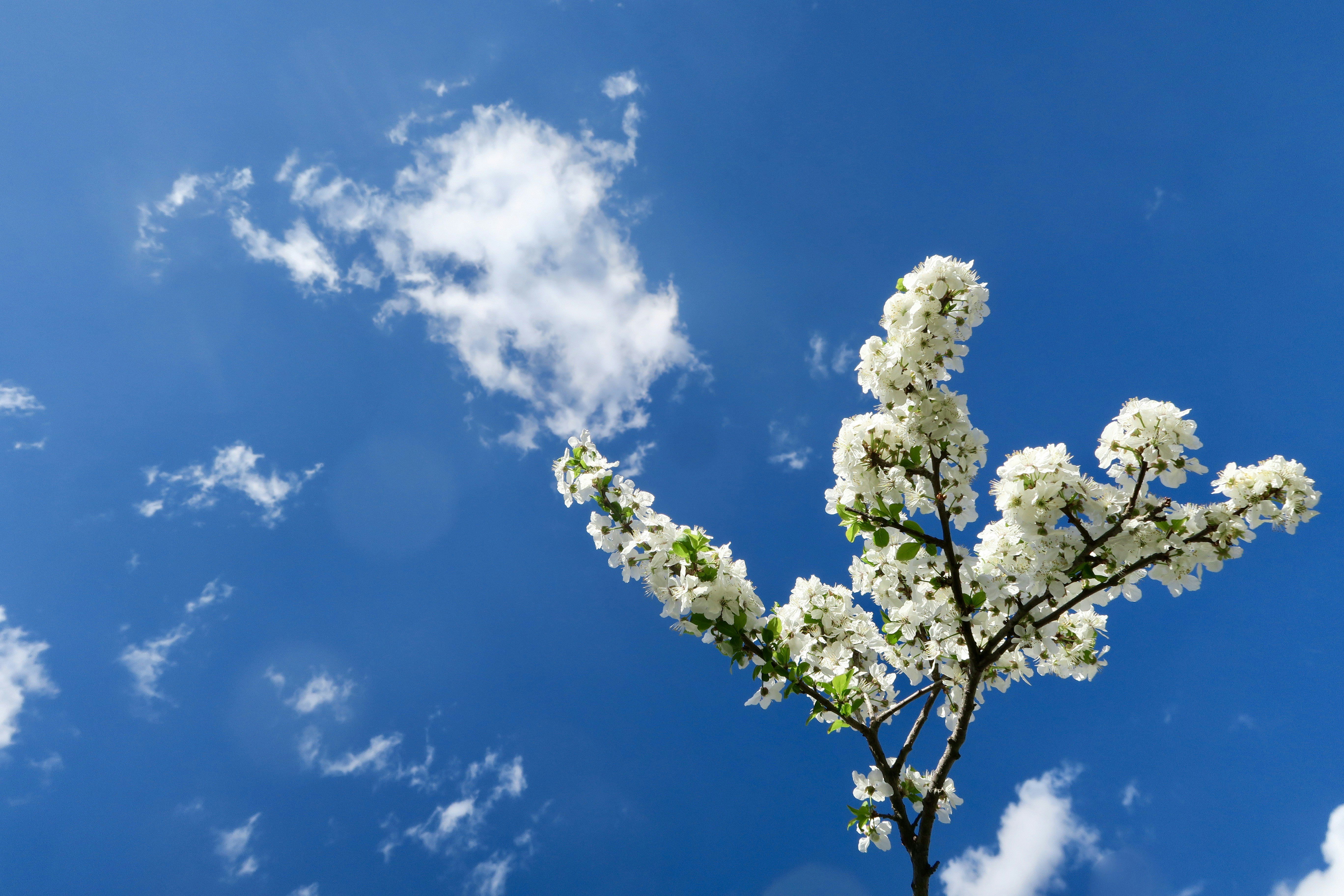 Ein Baum mit weißen Blüten vor blauem Himmel