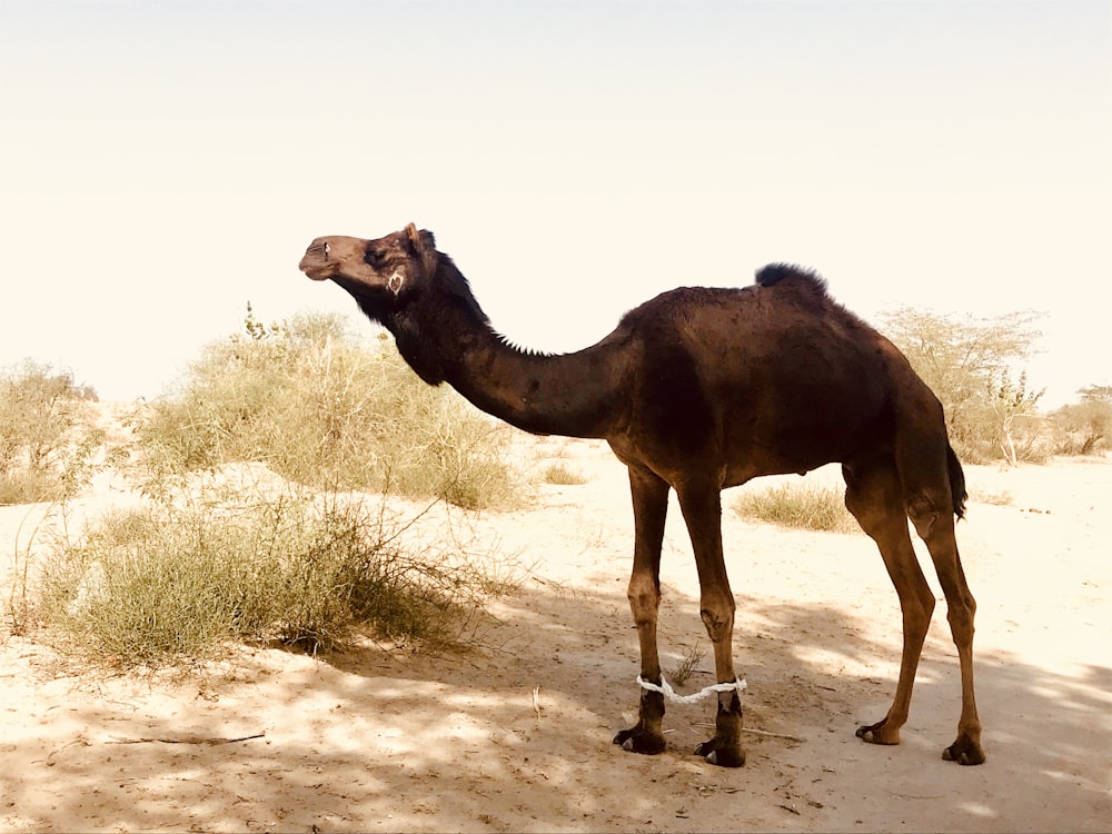 낙타가 사막의 모래 위에 서있다.