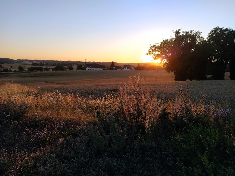 the sun is setting over a field of grass