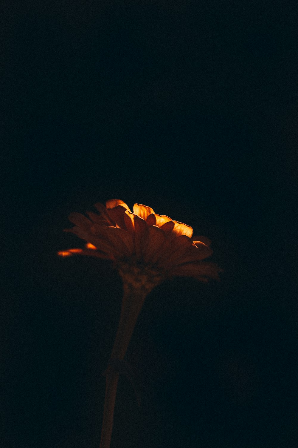 a close up of a flower in the dark