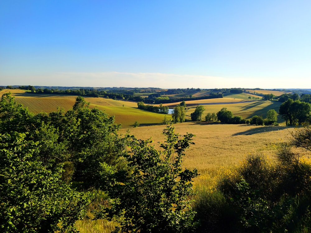 a view of a field with trees and grass