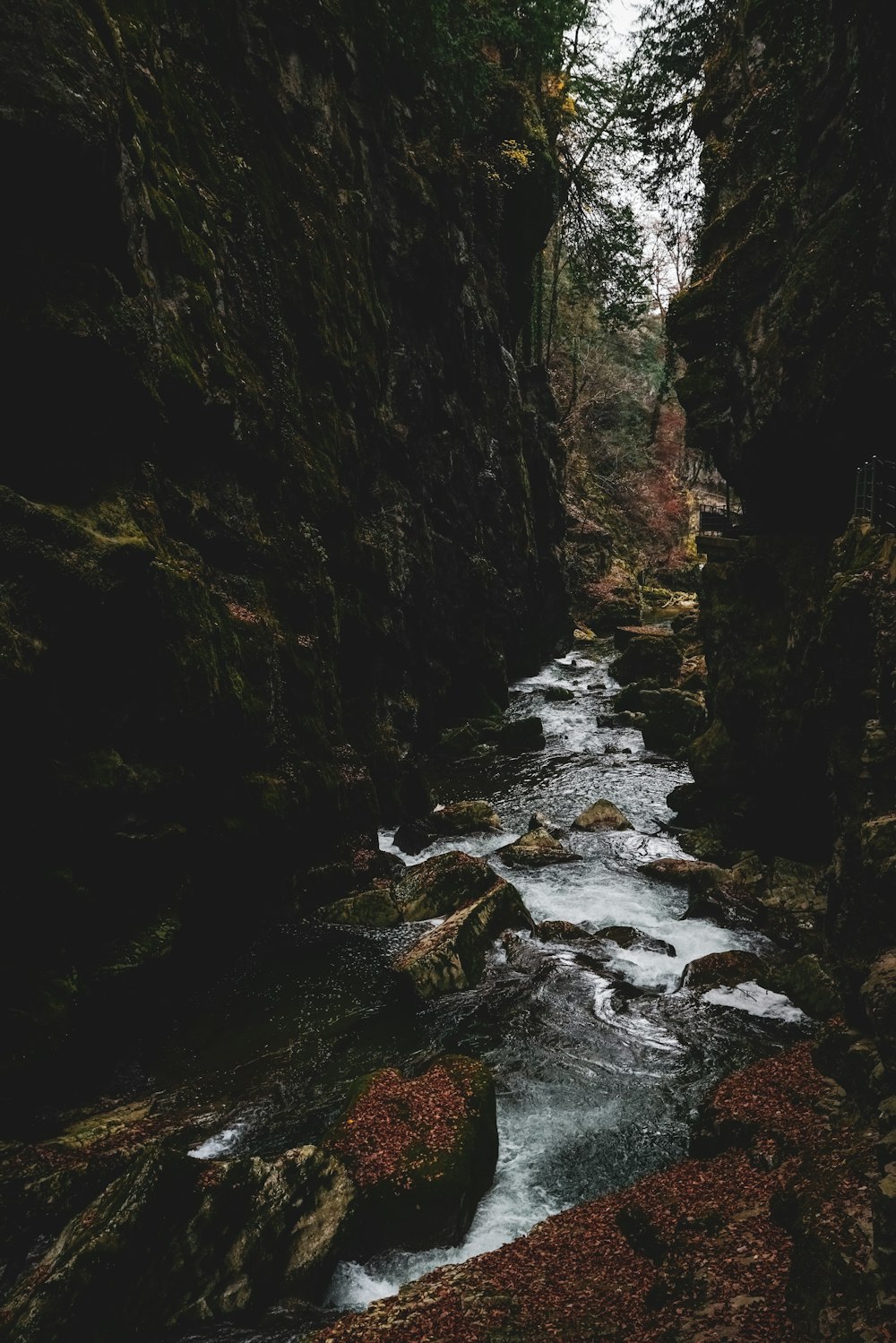 a river flowing through a lush green forest