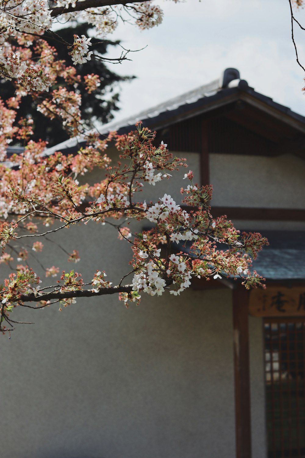 a tree with white flowers in front of a building