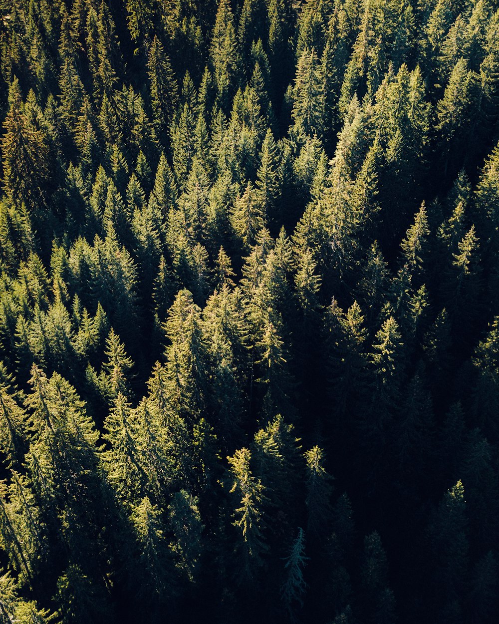 a large group of trees in a forest